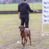 Prova Nazionale di Obedience presso la Sezione di Pero